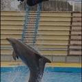 Marineland - Dauphins - Spectacle 17h00 - 079