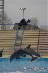 Marineland - Dauphins - Spectacle 17h00 - 081
