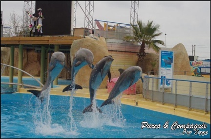 Marineland - Dauphins - Spectacle 17h00 - 083