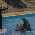 Marineland - Dauphins - Spectacle 17h00 - 084