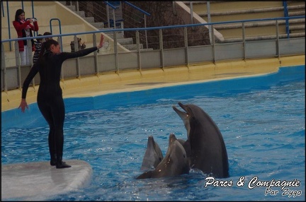 Marineland - Dauphins - Spectacle 17h00 - 084