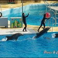 Marineland - Dauphins -Spectacle 14h30 - 005