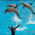 Marineland - Dauphins -Spectacle 14h30 - 006