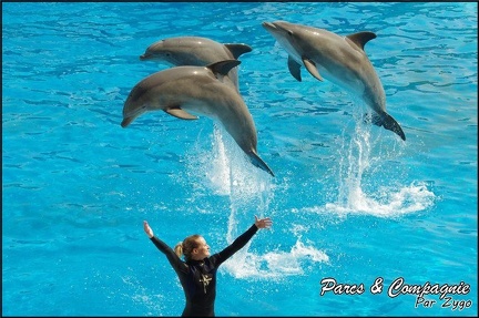 Marineland - Dauphins -Spectacle 14h30 - 006