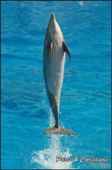 Marineland - Dauphins -Spectacle 14h30 - 007