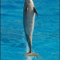 Marineland - Dauphins -Spectacle 14h30 - 007