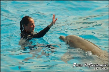 Marineland - Dauphins -Spectacle 14h30 - 009