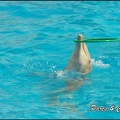 Marineland - Dauphins -Spectacle 14h30 - 018