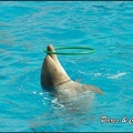 Marineland - Dauphins -Spectacle 14h30 - 019