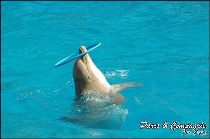 Marineland - Dauphins -Spectacle 14h30 - 020
