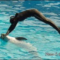 Marineland - Dauphins -Spectacle 14h30 - 021