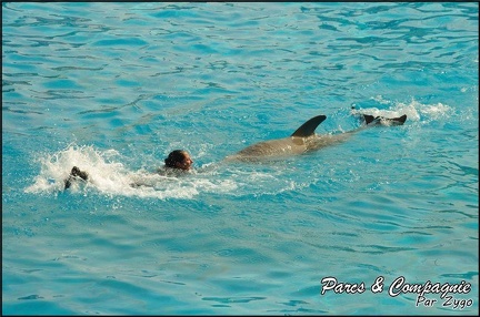 Marineland - Dauphins -Spectacle 14h30 - 022