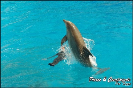 Marineland - Dauphins -Spectacle 14h30 - 025