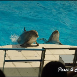 Marineland - Dauphins -Spectacle 14h30