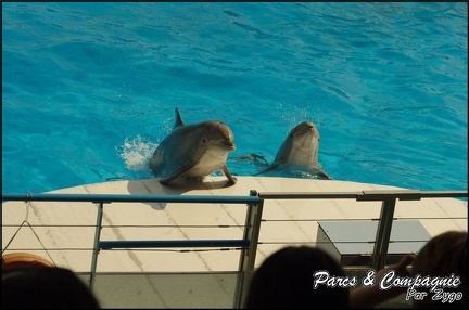 Marineland - Dauphins -Spectacle 14h30 - 028