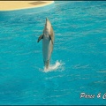 Marineland - Dauphins -Spectacle 14h30 - 029