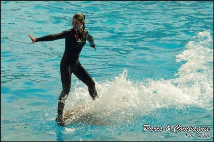 Marineland - Dauphins -Spectacle 14h30 - 030