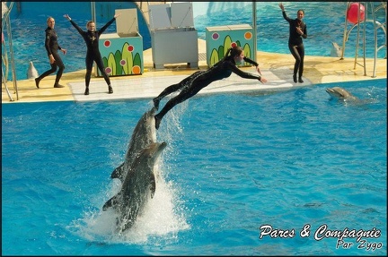 Marineland - Dauphins -Spectacle 14h30 - 033