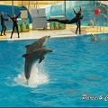 Marineland - Dauphins -Spectacle 14h30 - 034