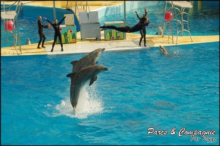 Marineland - Dauphins -Spectacle 14h30 - 034