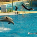 Marineland - Dauphins -Spectacle 14h30 - 036