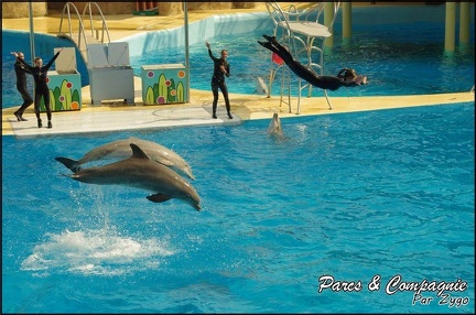 Marineland - Dauphins -Spectacle 14h30 - 036