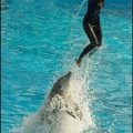 Marineland - Dauphins -Spectacle 14h30 - 039