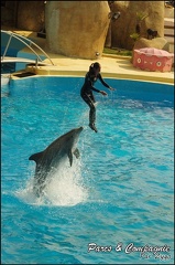 Marineland - Dauphins -Spectacle 14h30 - 040
