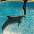 Marineland - Dauphins -Spectacle 14h30 - 041