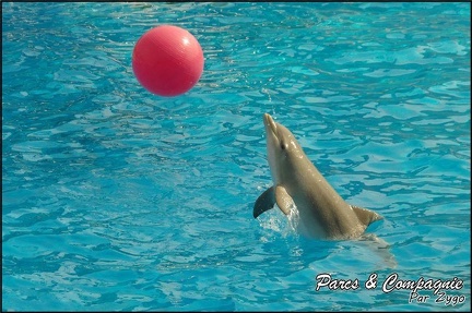 Marineland - Dauphins -Spectacle 14h30 - 042