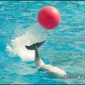 Marineland - Dauphins -Spectacle 14h30 - 043