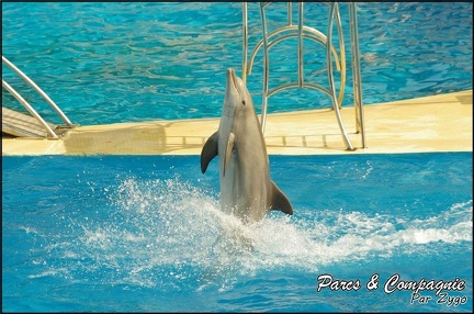 Marineland - Dauphins -Spectacle 14h30 - 045