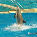Marineland - Dauphins -Spectacle 14h30 - 046