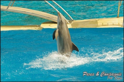 Marineland - Dauphins -Spectacle 14h30 - 046