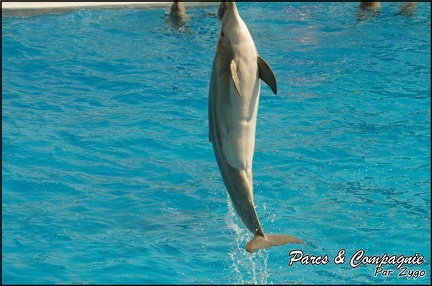 Marineland - Dauphins -Spectacle 14h30 - 047
