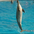 Marineland - Dauphins -Spectacle 14h30 - 048