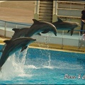 Marineland - Dauphins -Spectacle 14h30 - 049