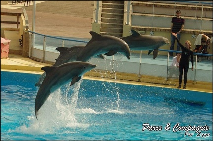 Marineland - Dauphins -Spectacle 14h30 - 049