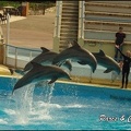 Marineland - Dauphins -Spectacle 14h30 - 050