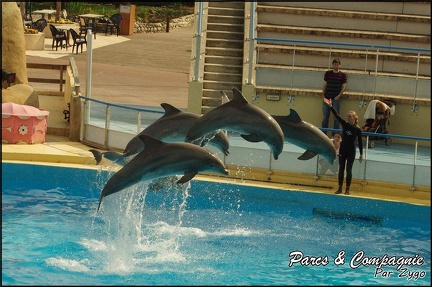 Marineland - Dauphins -Spectacle 14h30 - 050
