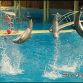 Marineland - Dauphins -Spectacle 14h30 - 051