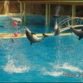 Marineland - Dauphins -Spectacle 14h30 - 052