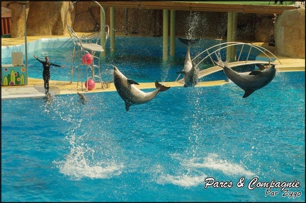 Marineland - Dauphins -Spectacle 14h30 - 052