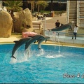 Marineland - Dauphins -Spectacle 14h30 - 053