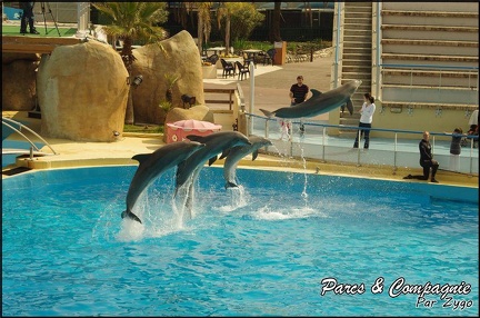 Marineland - Dauphins -Spectacle 14h30 - 053