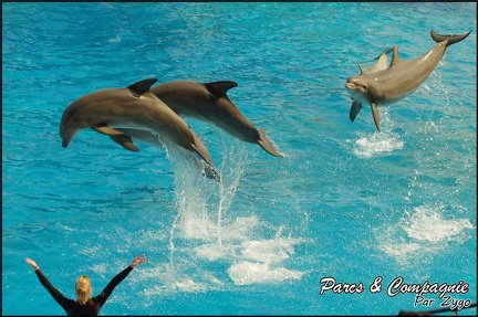 Marineland - Dauphins -Spectacle 14h30 - 054