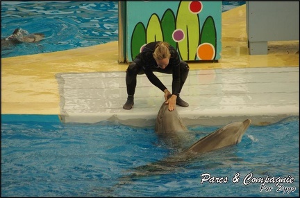 Marineland - Dauphins - Spectacle 17h00 - 092