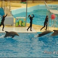 Marineland - Dauphins - Spectacle 17h00 - 093