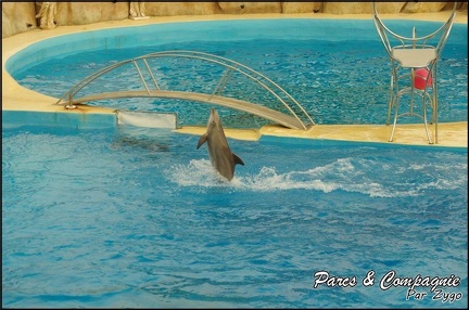 Marineland - Dauphins - Spectacle 17h00 - 095
