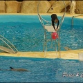Marineland - Dauphins - Spectacle 17h00 - 097